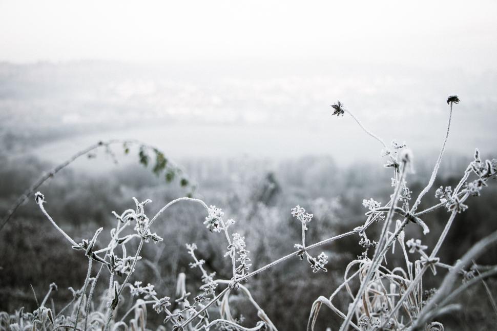 Free Image of Frost-covered plants in a winter landscape of calmness. 