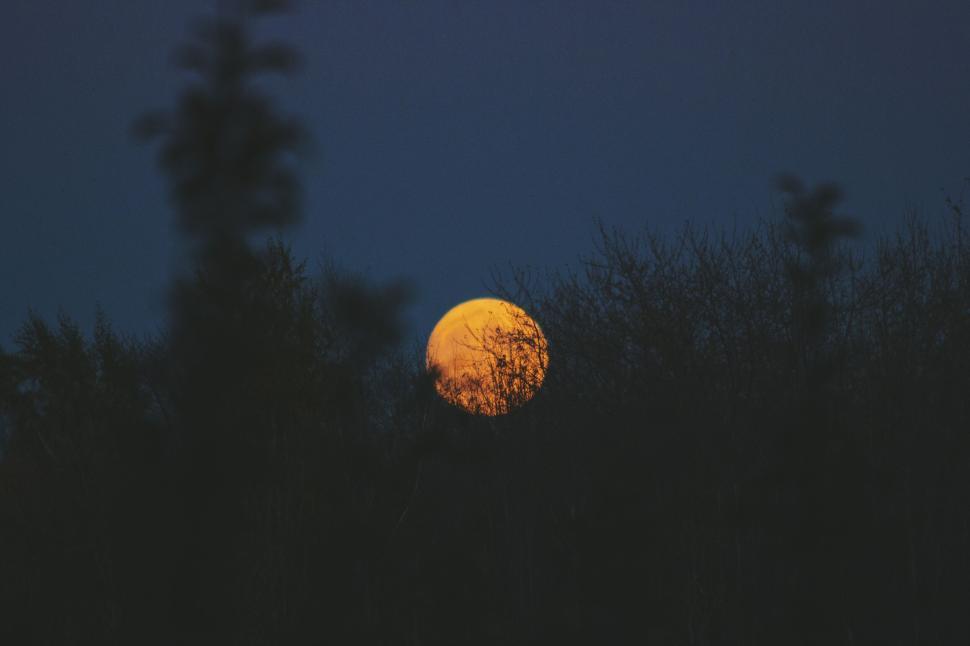 Free Image of Full moon rising over dark silhouetted trees 