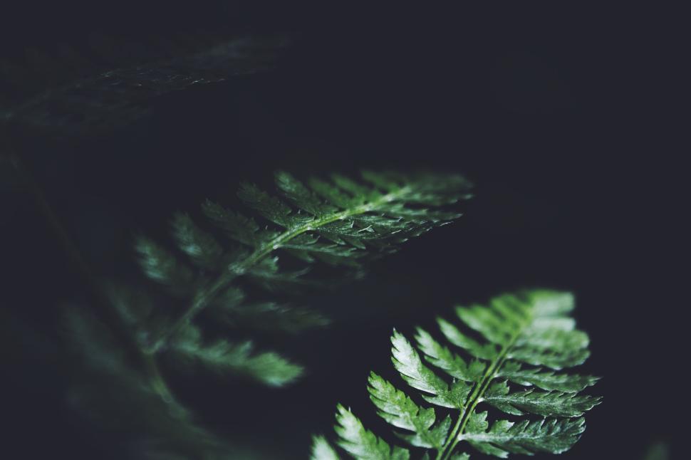 Free Image of Close-up of green fern leaves in a dark atmosphere. 