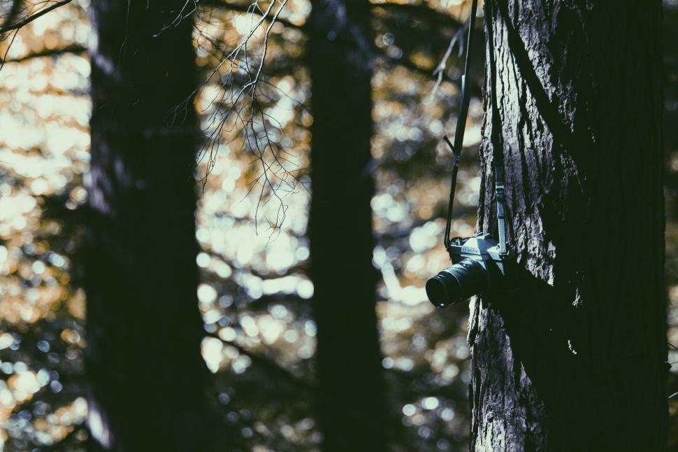 Free Image of Camera hanging on a tree in a serene forest setting. 