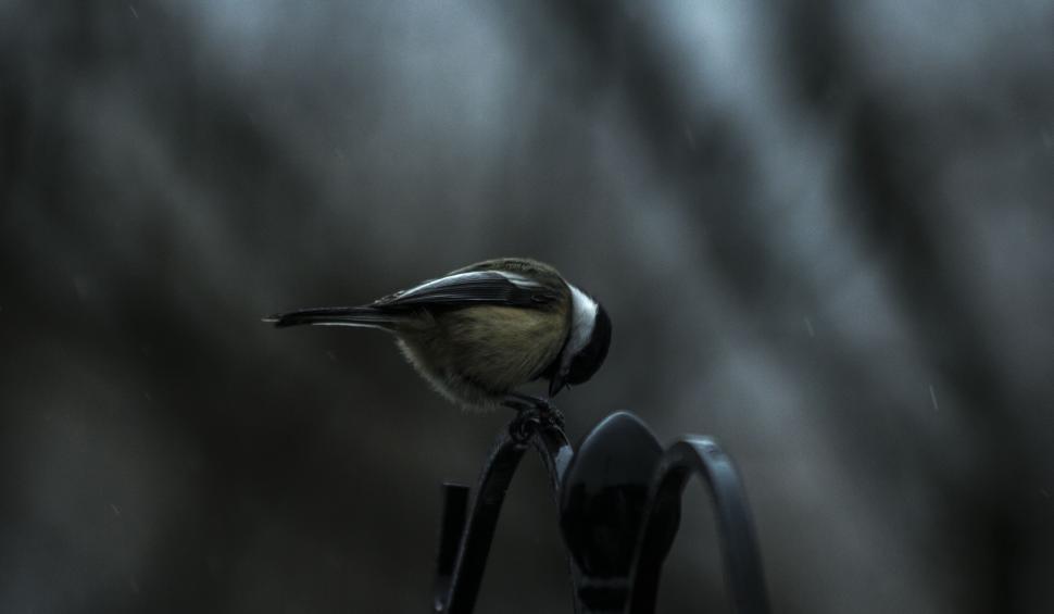 Free Image of Small bird perched on black metallic structure 
