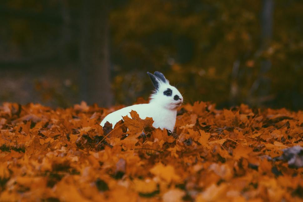 Free Image of Cute white rabbit surrounded by autumn leaves 