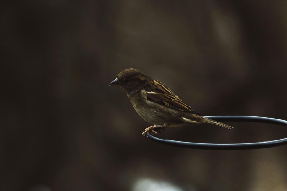 Free Image of Solitary bird perched on metal circle against dark backdrop. 