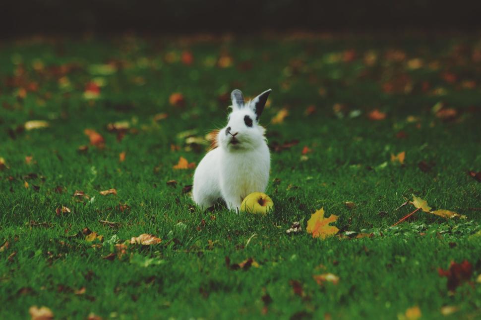 Free Image of Adorable rabbit in green grass with yellow apple near it 