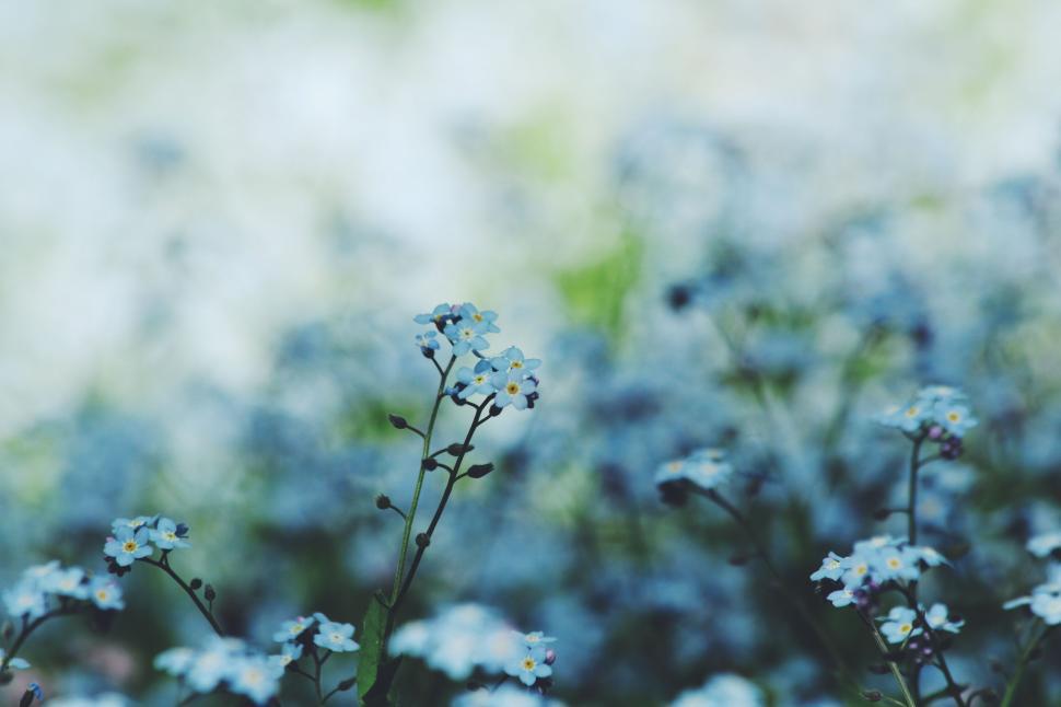 Free Image of Delicate blue forget-me-not flowers in full bloom closeup. 