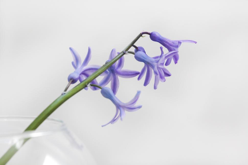 Free Image of Single purple flower in glass vase on white background 
