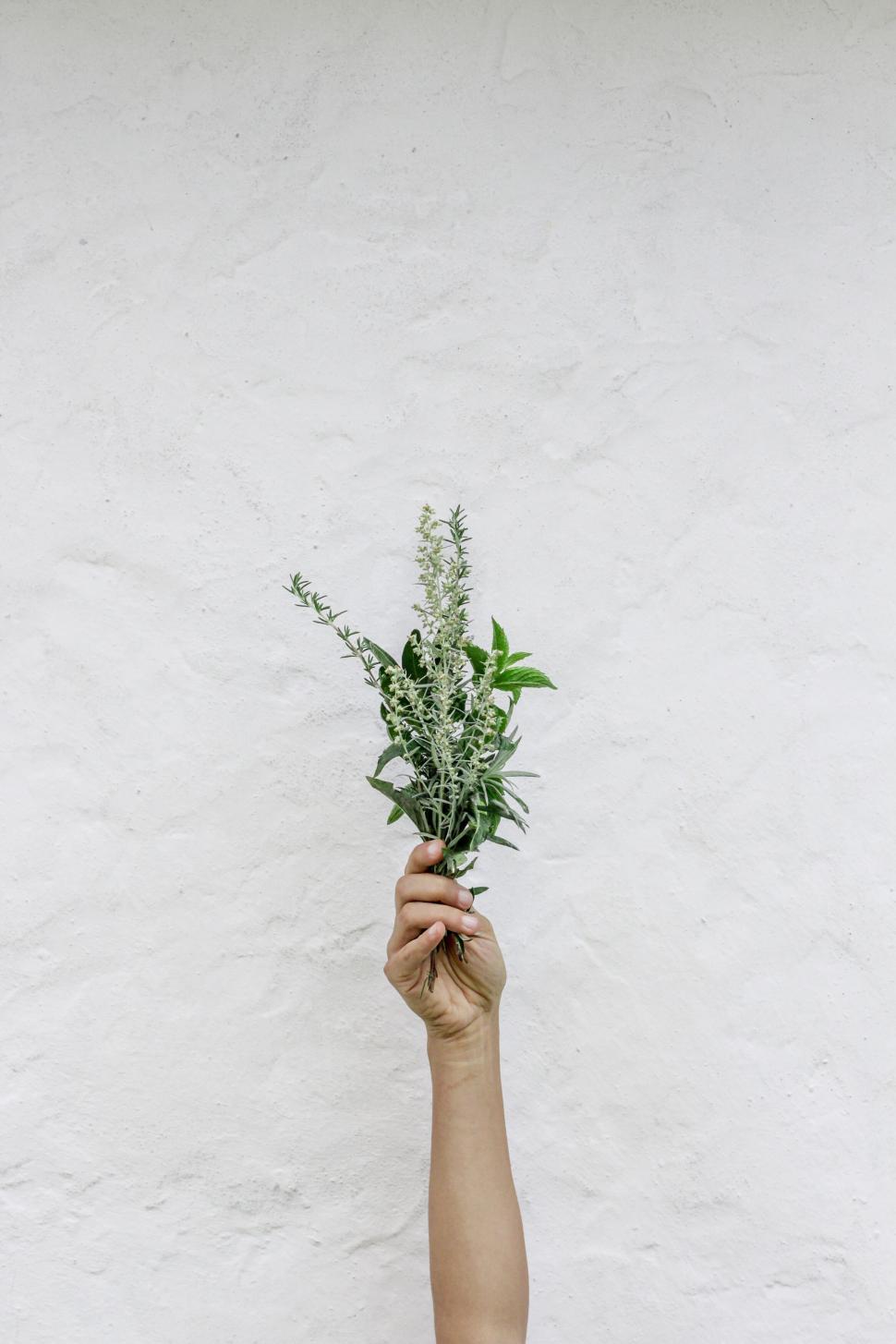 Free Image of Hand holding a small bunch of herbs against a wall 