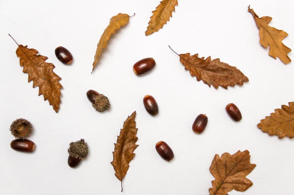 Free Image of Autumn leaves and acorns scattered on white background. 