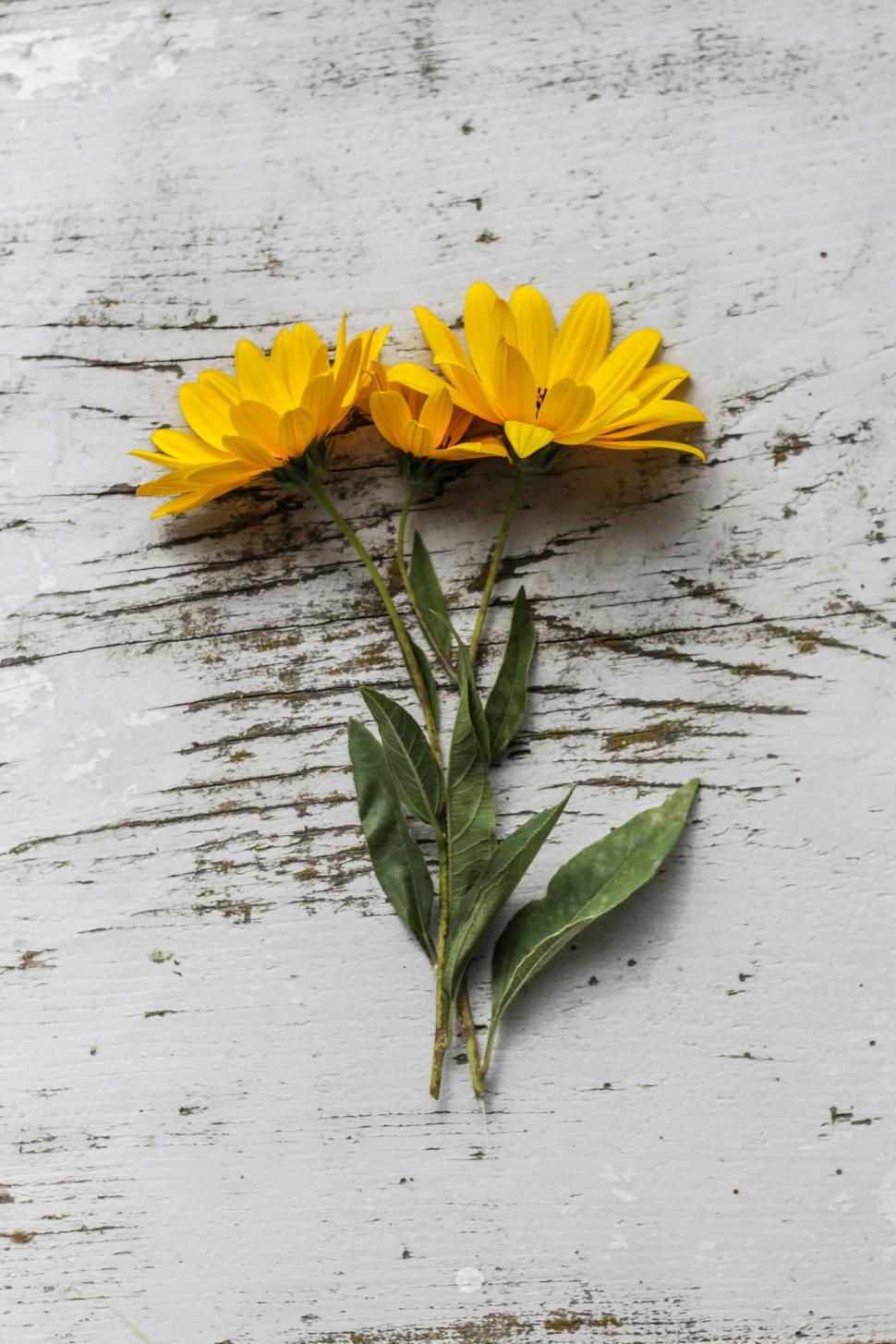 Free Image of Two bright yellow flowers placed on distressed wood. 