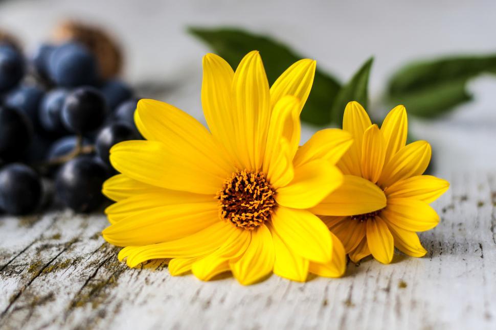 Free Image of Close-up of yellow flowers with grapes in background 