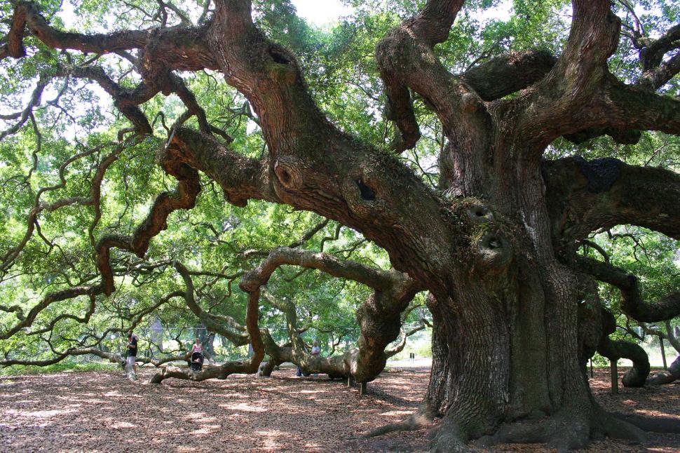 Free Image of Majestic Tree With Branches in the Park 