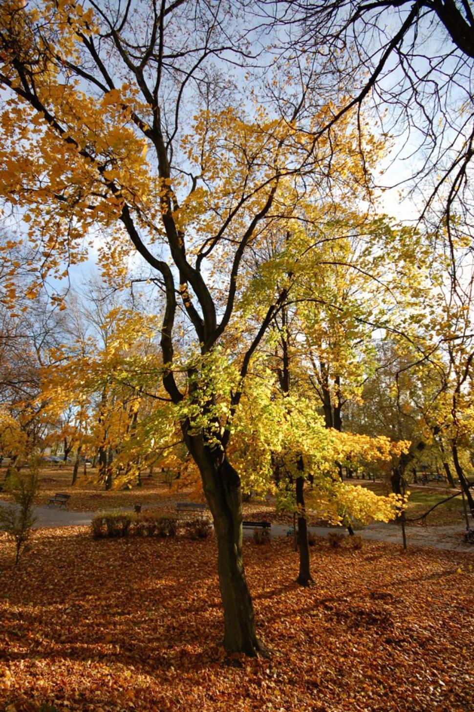 Free Image of Autumn tree 