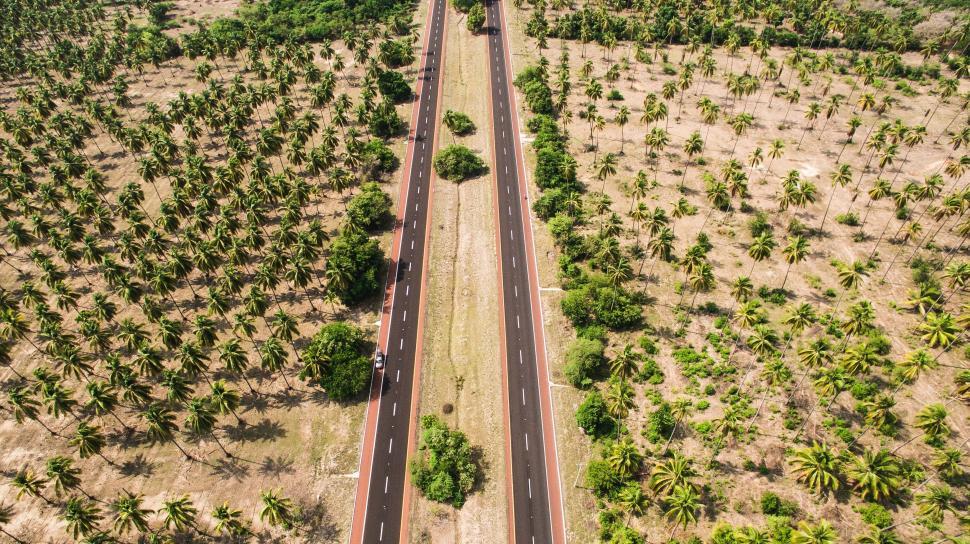 Free Image of A long road cutting through a vast landscape of palm trees. 
