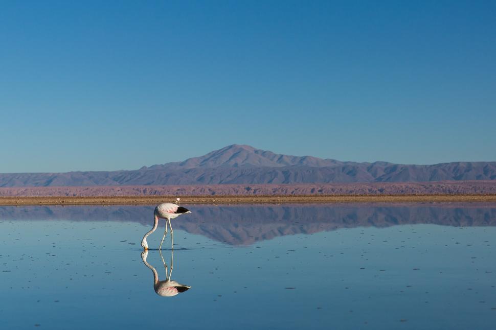 Free Image of Solitary flamingo in a reflective lake under blue sky 