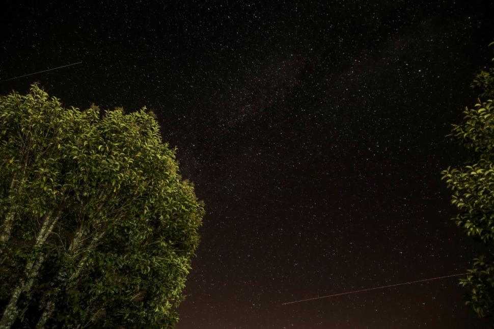 Free Image of Starry night sky with trees in the foreground visible 