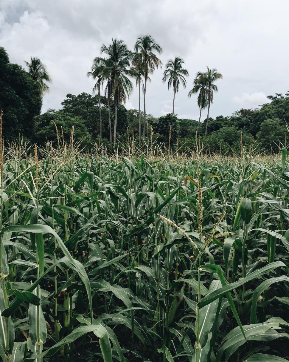Free Image of Lush cornfield with palm trees in the background, nature 