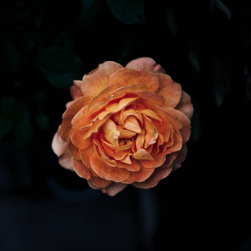 Free Image of Close-up of orange rose flower with dark blurred background. 