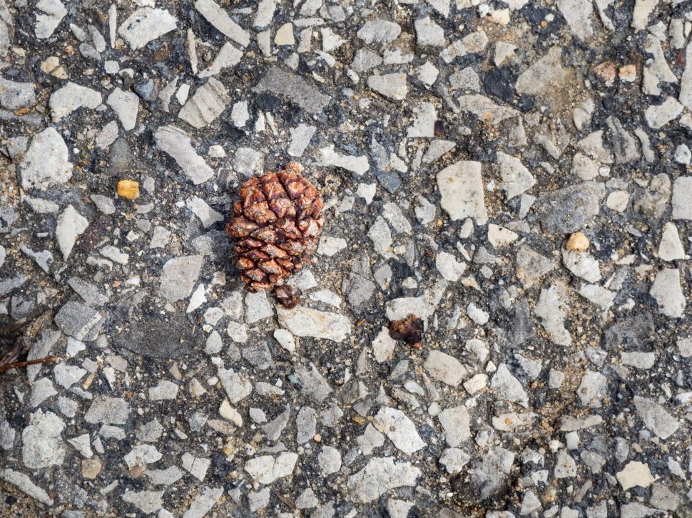 Free Image of Small pinecone on textured asphalt ground, isolated view. 