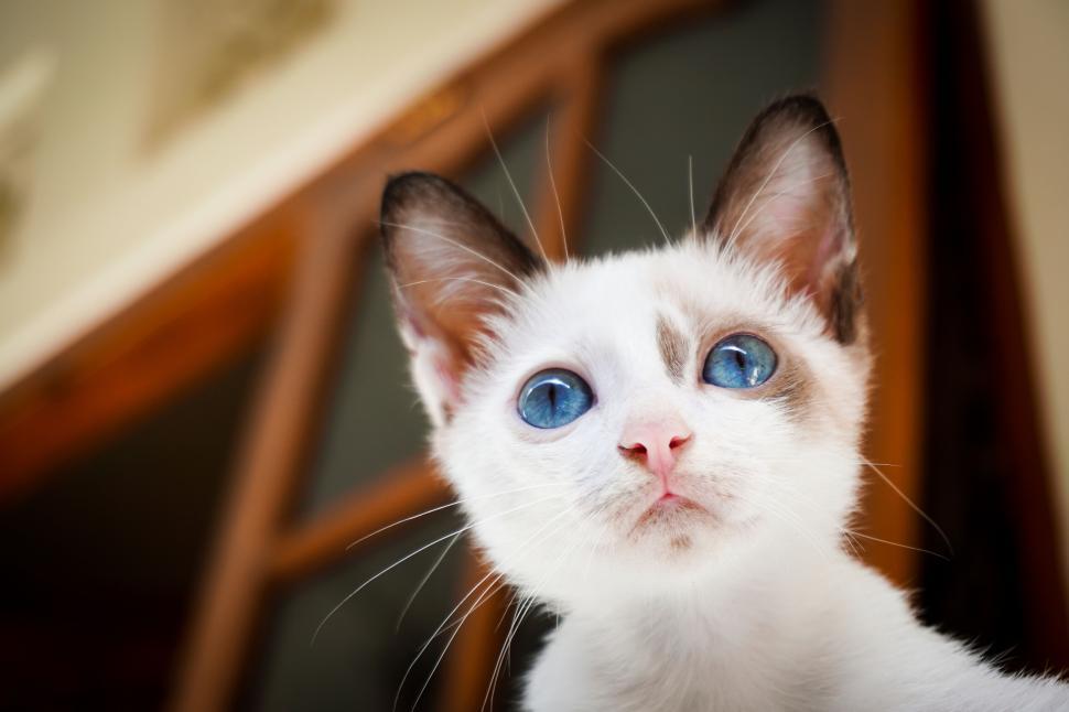 Free Image of Close-up of a kitten s ears with blurred background indoors 