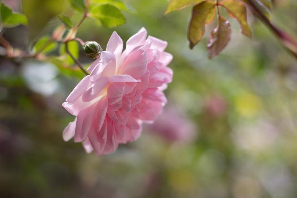 Free Image of Close-up of a pink rose in bloom with green foliage. 