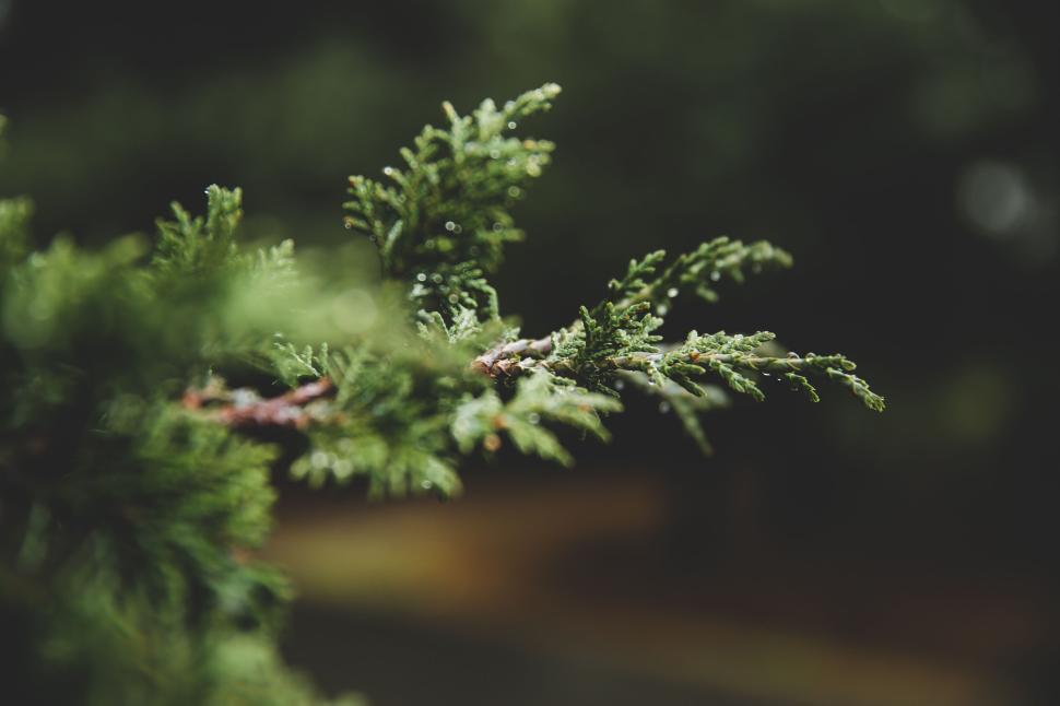 Free Image of Close-up of lush green fir branch with raindrops 