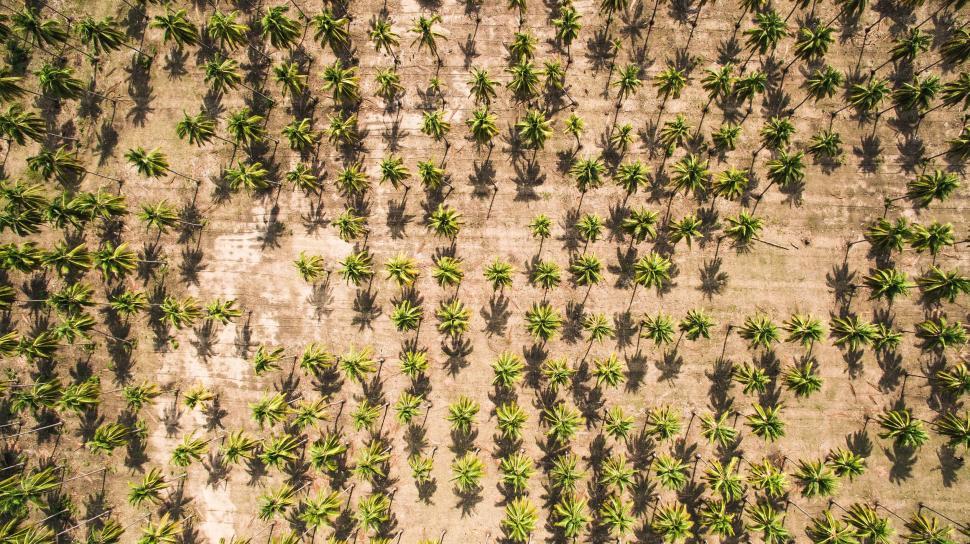 Free Image of Aerial view of a palm tree plantation in neat rows 