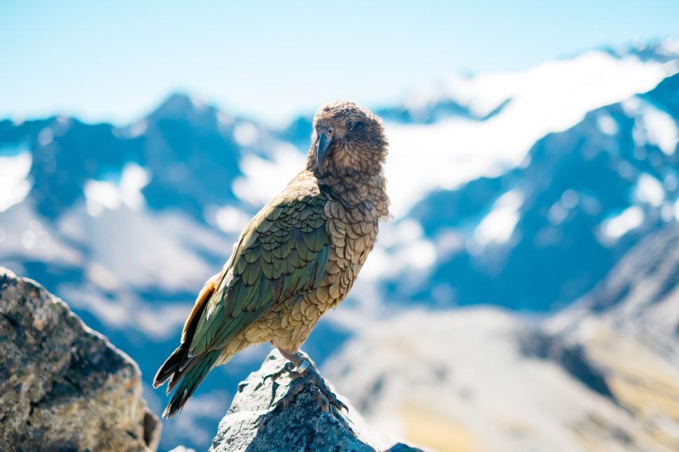 Free Image of Close-up of a bird perched with mountains background 