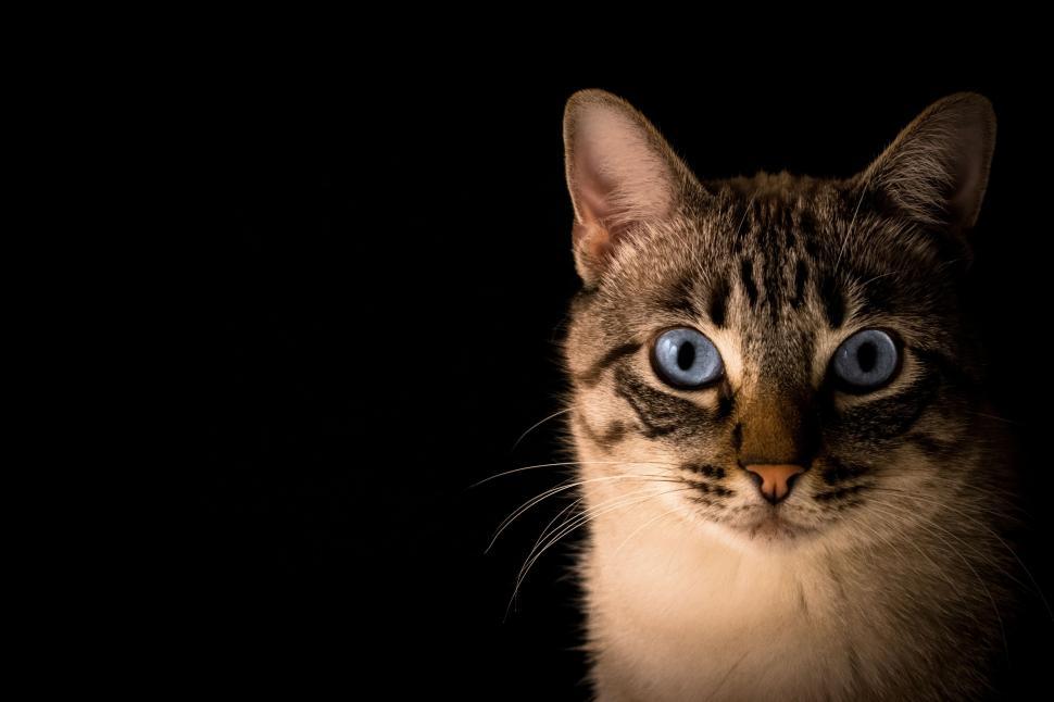 Free Image of Portrait of a blue-eyed cat with dark background 