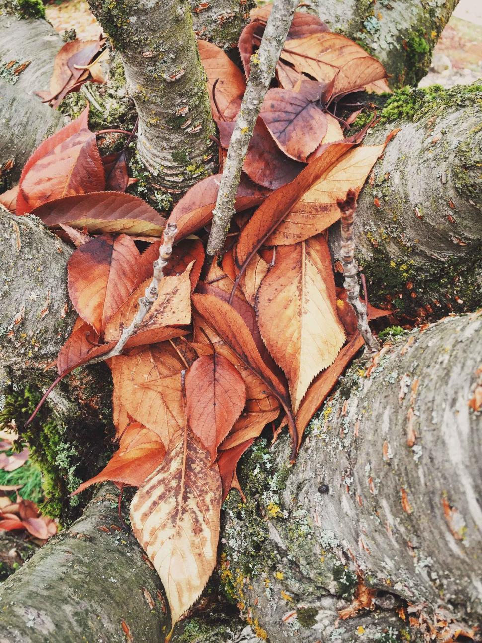 Free Image of A cluster of fallen autumn leaves on tree branches. 