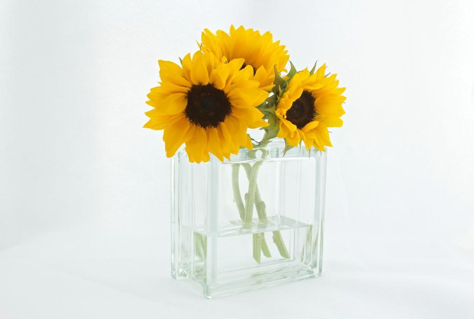 Free Image of Bright yellow sunflowers in a clear glass vase. 
