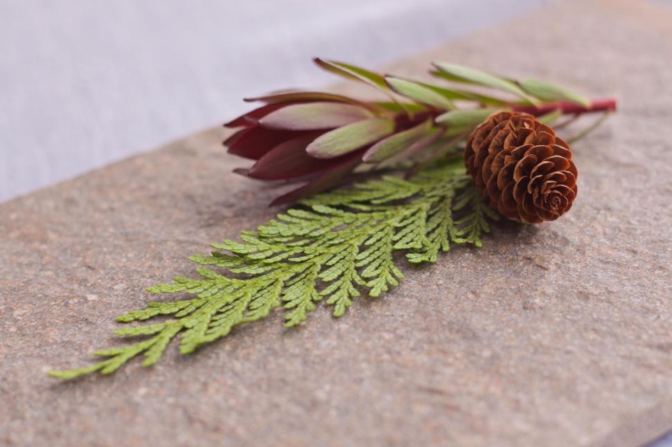 Free Image of Artfully arranged pine cone, twig, and greenery on surface. 