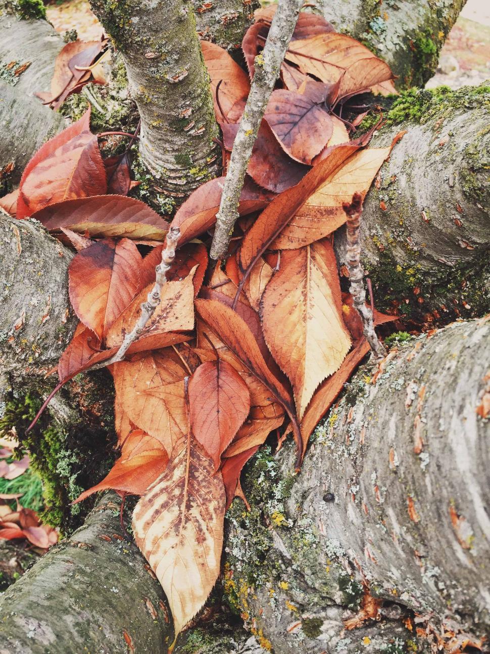Free Image of Accumulate dried leaves on tree crook, autumn richness. 