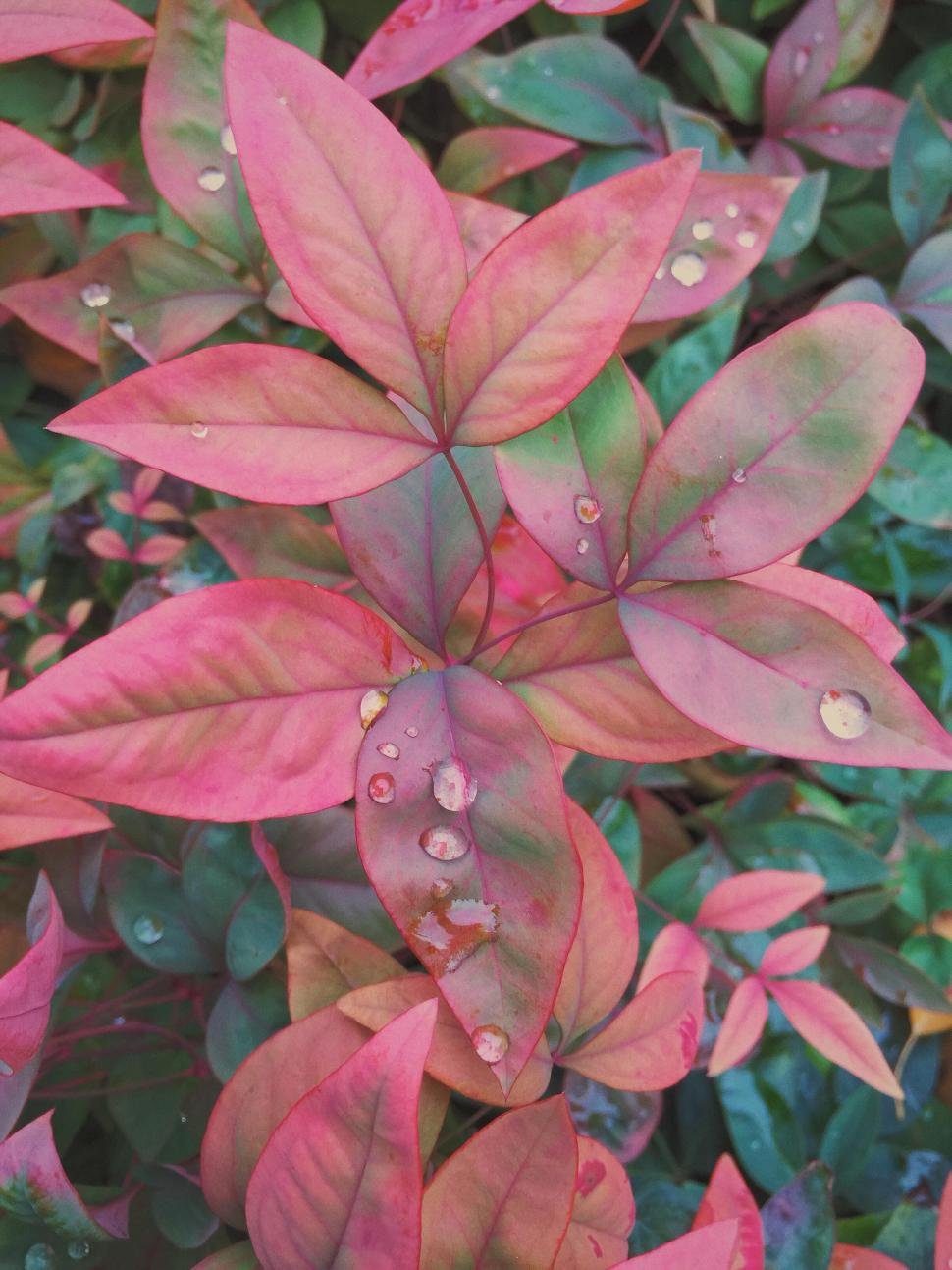 Free Image of Colorful foliage with water droplets on leaves. 