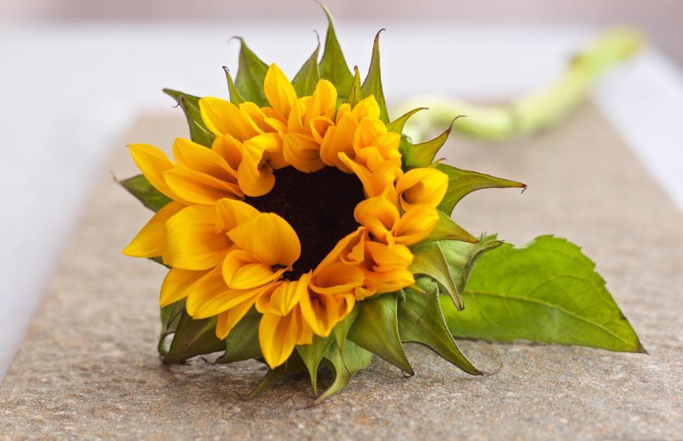 Free Image of Single sunflower on a slab showcasing its bright petals. 