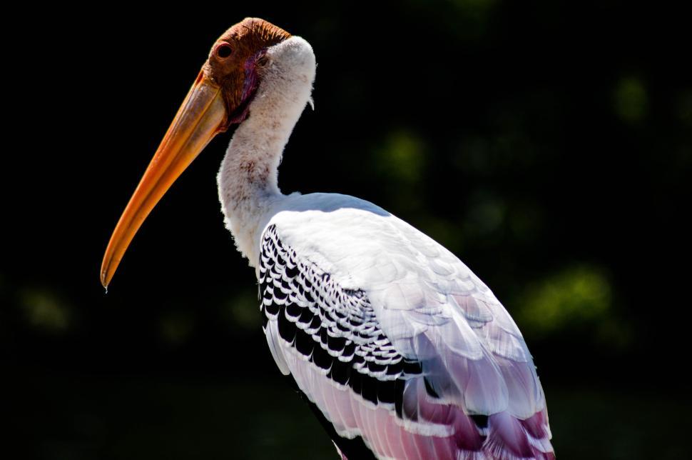 Free Image of Close-up of a stork with vibrant feathers and long beak 