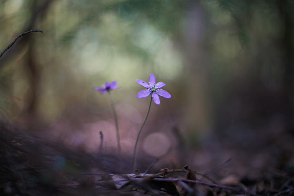 Free Image of Macro shot of two delicate purple flowers in forest 