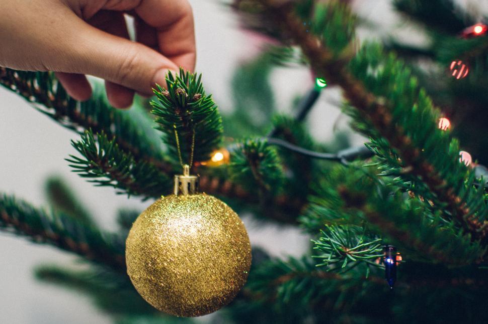 Free Image of Person hanging a golden ornament on a Christmas tree branch 