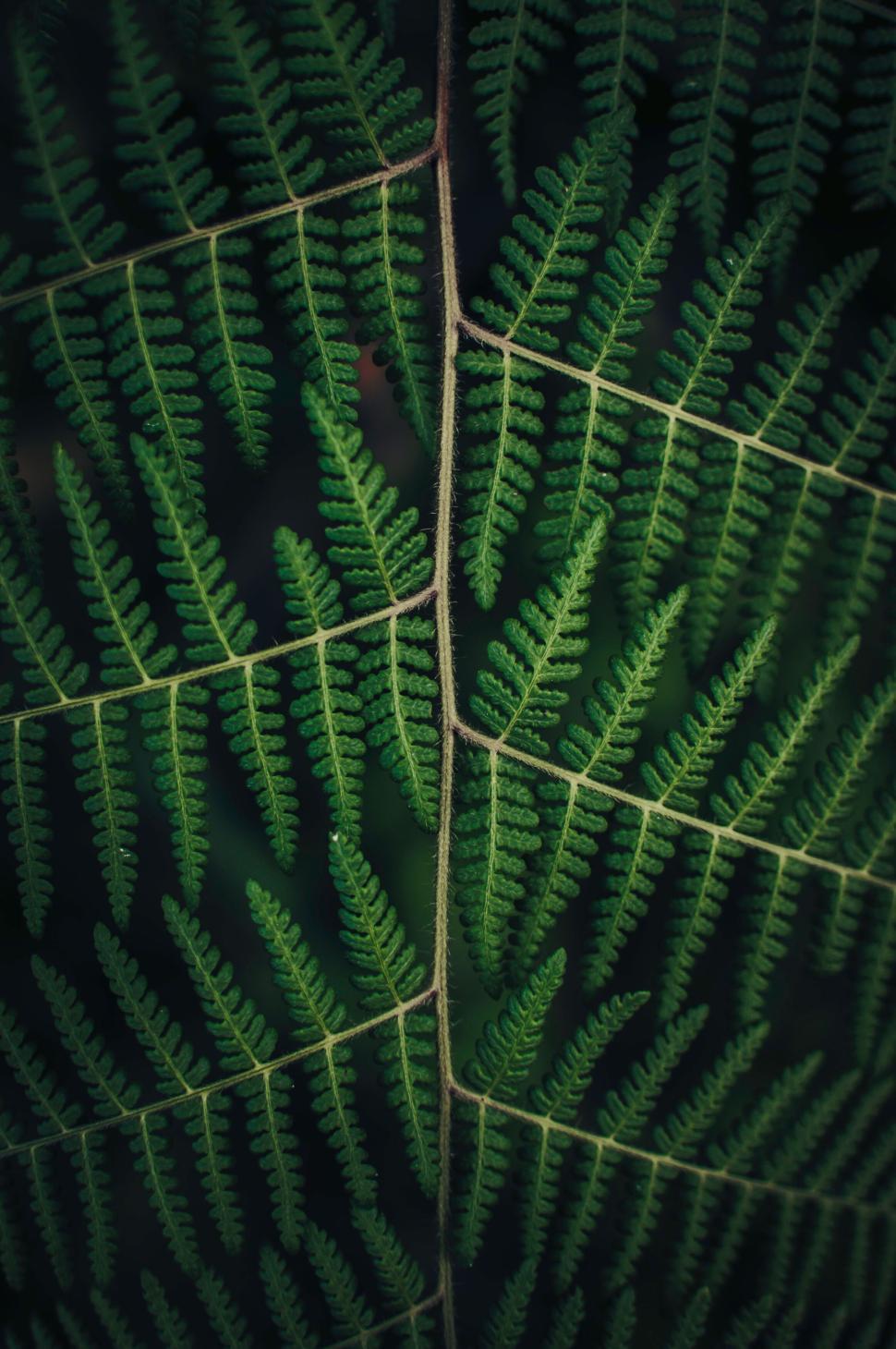 Free Image of Detailed view of green fern leaf with intricate patterns. 