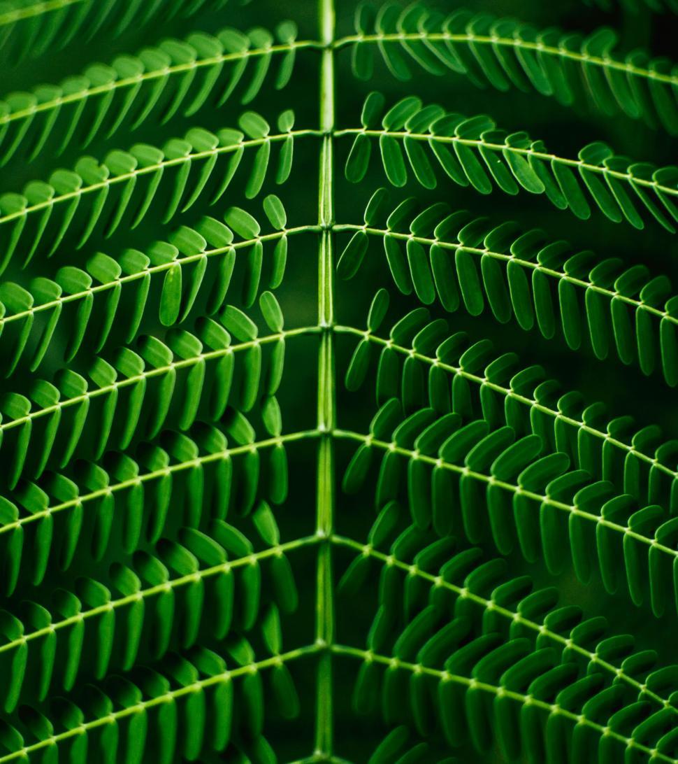 Free Image of Intricate green fern leaf highlighting symmetrical design. 