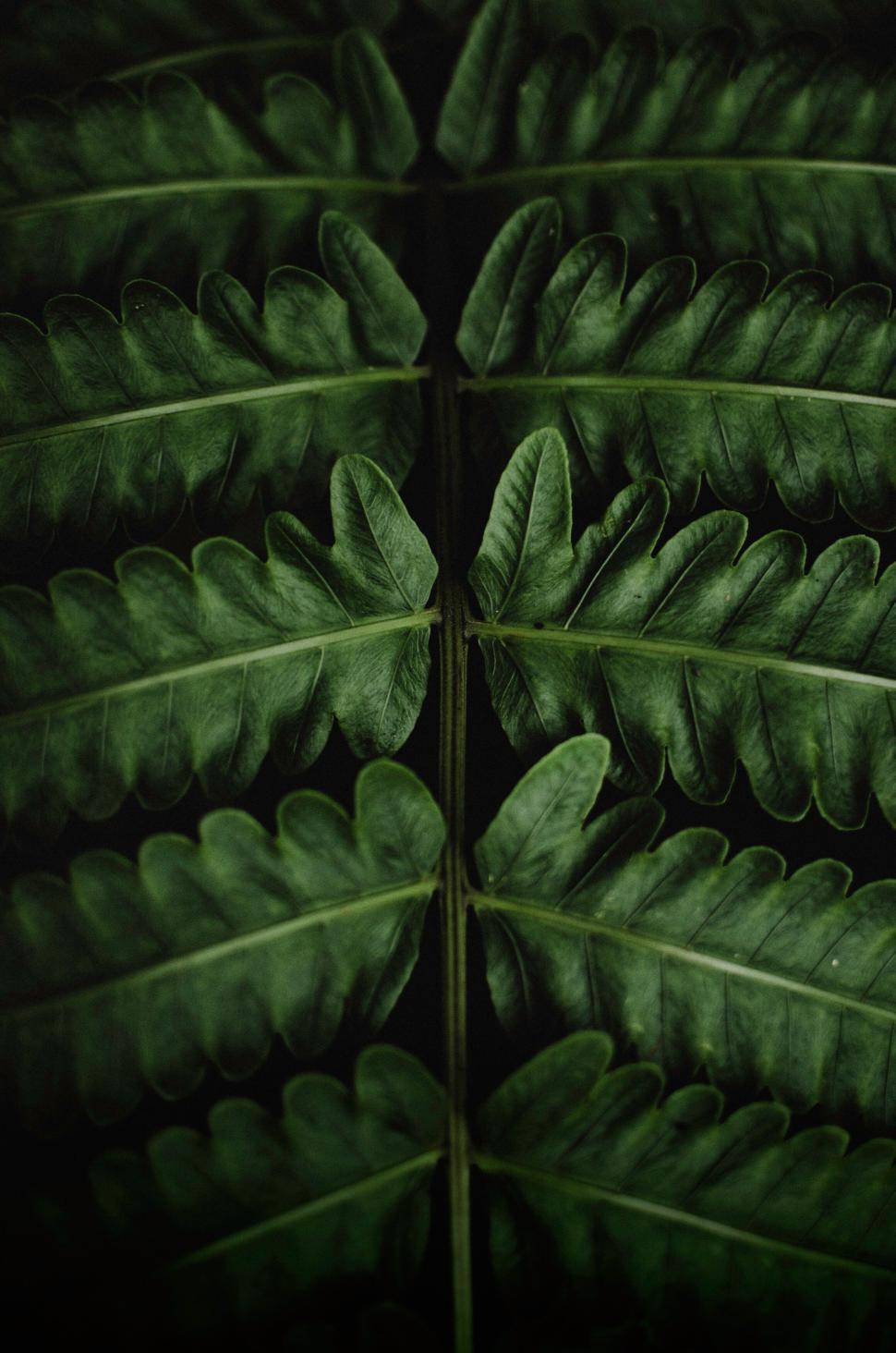 Free Image of Dark green fern leaf with soft lighting and texture. 