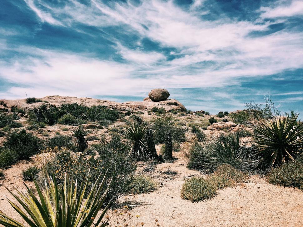 Free Image of Sunny desert landscape with large rock and thriving plants 