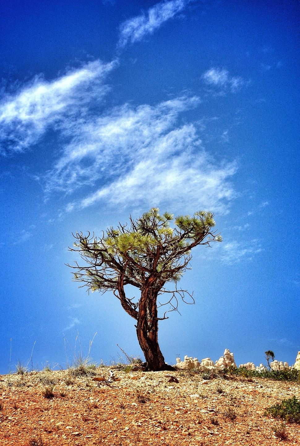 Free Image of Lone tree against a vivid blue sky on a rocky hill 