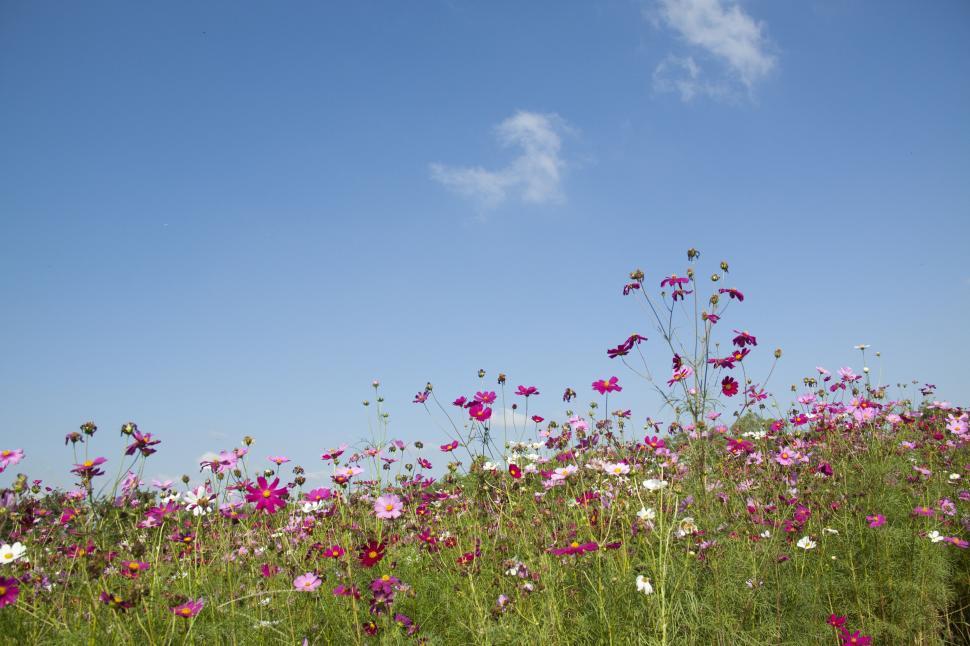 Free Image of Colorful spring flowers blooming under clear blue sky 