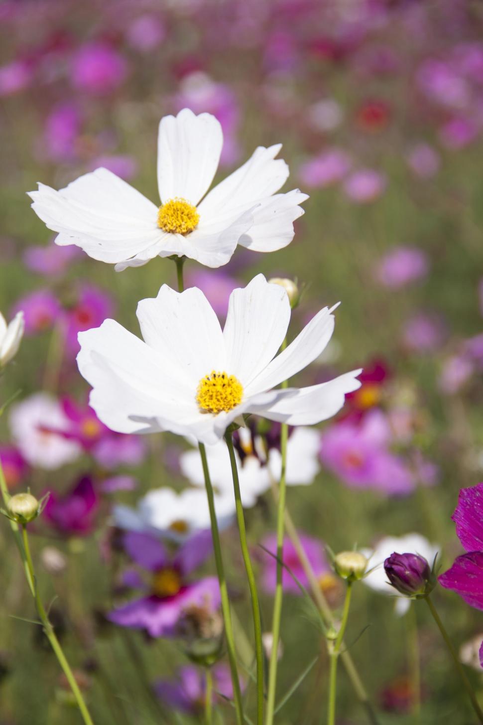 Free Image of Two white flowers in a field of colorful blooms. 