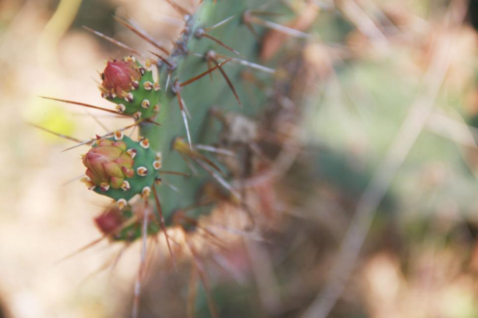 Free Image of Close-up of a cactus with buds and sharp thorns. 