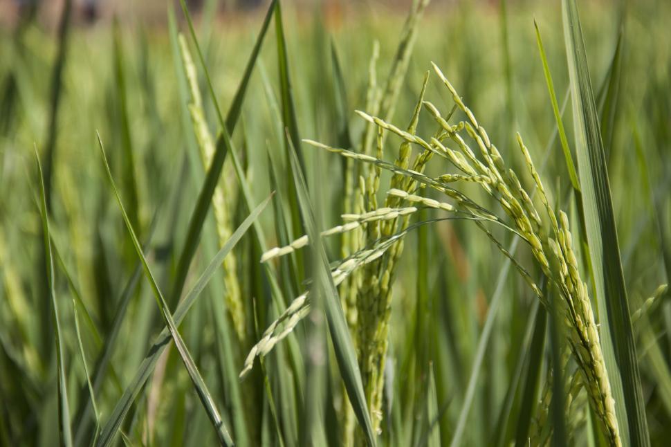 Free Image of Close-up of green paddy rice plants in a lush field. 