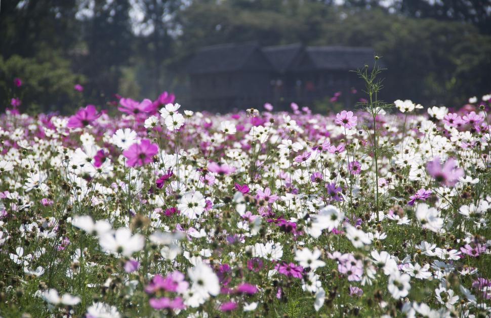 Free Image of A colorful field of blossoming flowers in full bloom. 