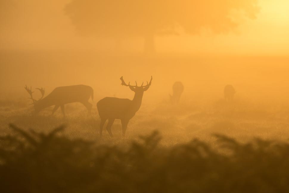 Free Image of Deer in the misty golden light of early morning sunrise 