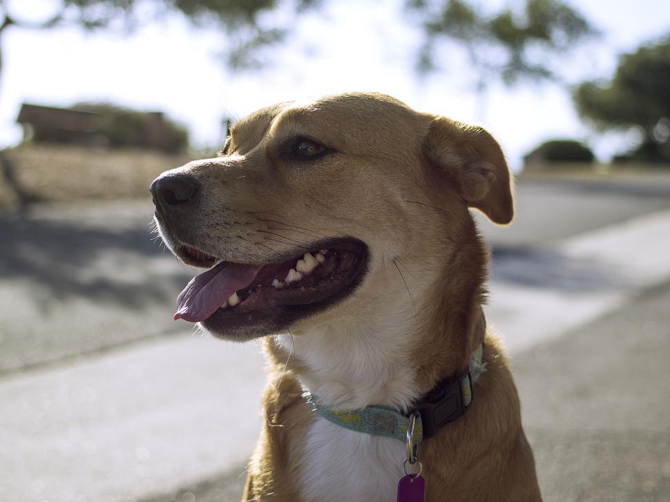 Free Image of Happy dog enjoying a sunny day outdoors with a smile 