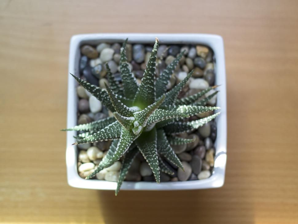 Free Image of Top view of potted succulent on a wooden surface 
